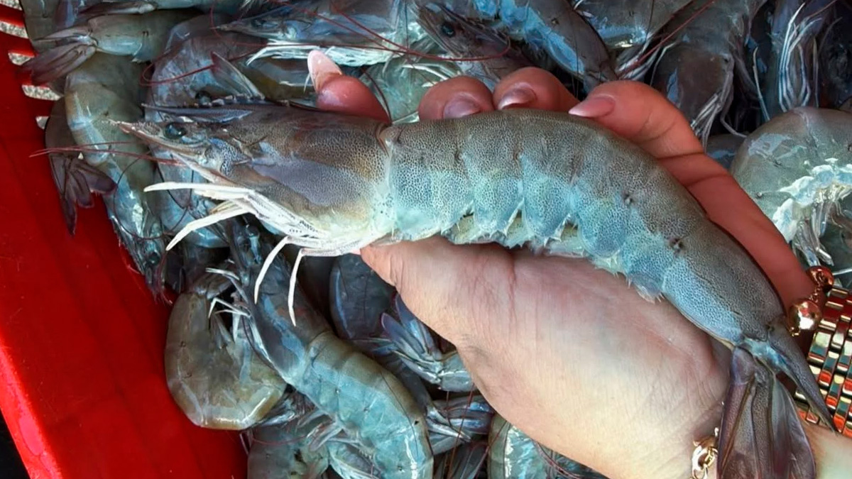 No litoral de São Paulo, o quilo do crustáceo pode ultrapassar R$ 219,99, colocando o produto entre os mais caros