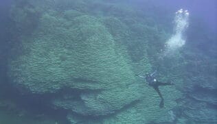 Cientistas estimam que o coral tenha cerca de 2.050 anos, podendo ter começado a se formar antes de eventos históricos importantes da humanidade