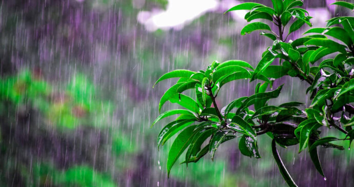 Nem todos conseguem sentir o aroma característico de terra molhada