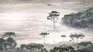 Localizada na região da Serra Catarinense, São Joaquim ocupa um lugar singular no mapa climático brasileiro.