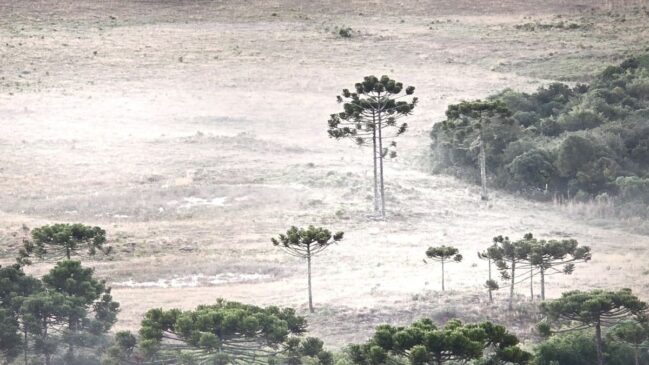 Localizada na região da Serra Catarinense, São Joaquim ocupa um lugar singular no mapa climático brasileiro.