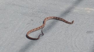 É comum que serpentes busquem o calor do motor de veículos parados