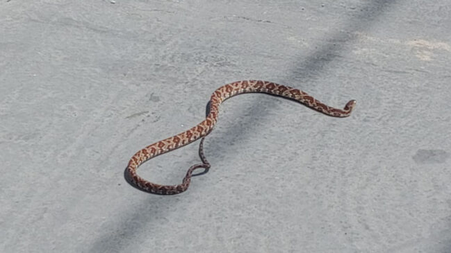 É comum que serpentes busquem o calor do motor de veículos parados