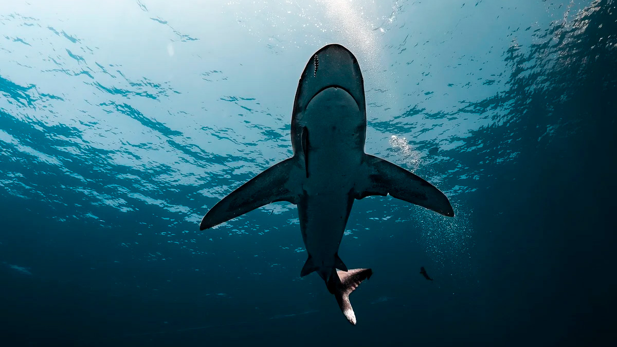 A presença desses compostos indica que eles estão biodisponíveis no ambiente, ou seja, sendo absorvidos pelos organismos marinhos