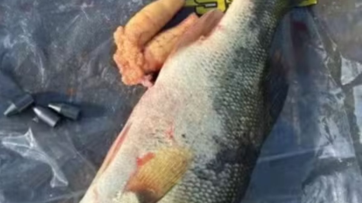 Robalo apresentado por pescador tinha pesos escondidos para aumentar o peso /Reprodução