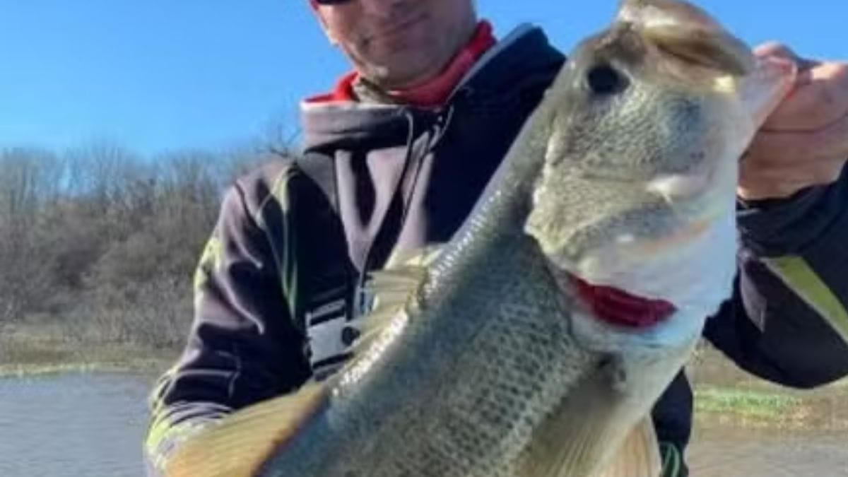 Detector de metais revelou três objetos metálicos dentro do peixe /Reprodução