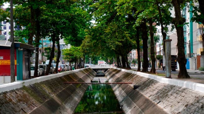 Quem caminha pelas ruas e canais de Santos talvez não perceba, mas algumas árvores fazem parte da história da cidade há mais de um século