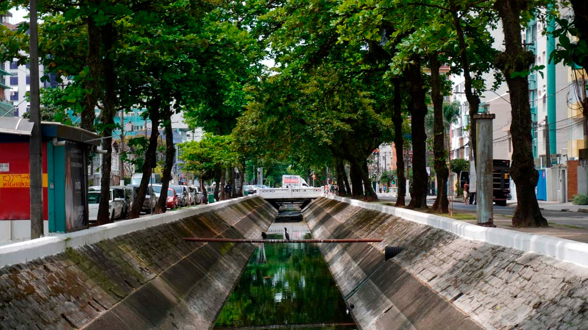 Quem caminha pelas ruas e canais de Santos talvez não perceba, mas algumas árvores fazem parte da história da cidade há mais de um século