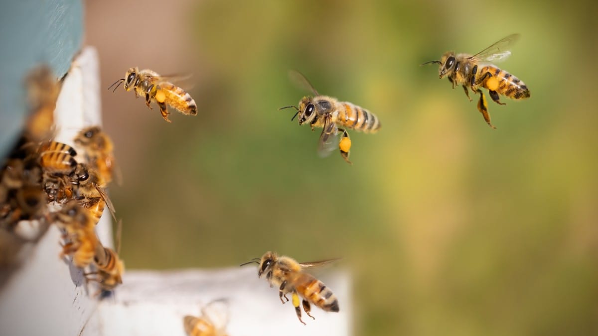 No vai e vem das flores, abelhas acabam cruzando caminhos com diversos animais / Pixabay