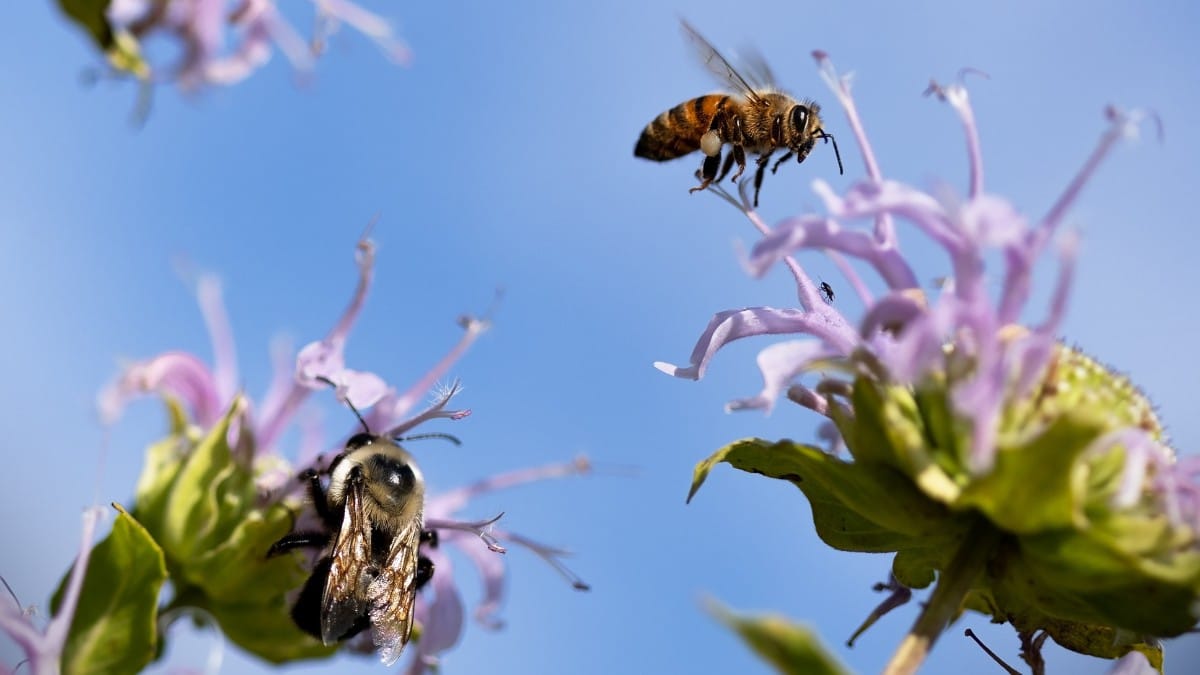 Enquanto coletam néctar, abelhas compartilham o ambiente com pássaros, insetos e pequenos mamíferos / Pixabay