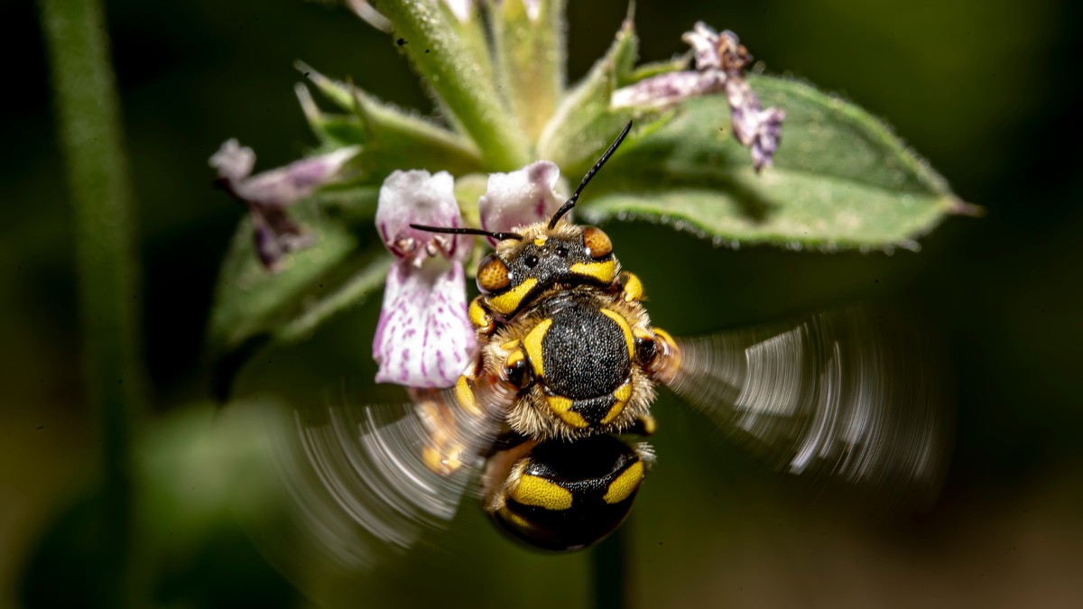 A rotina das abelhas se entrelaça com a de muitos outros seres nos ecossistemas / Pixabay