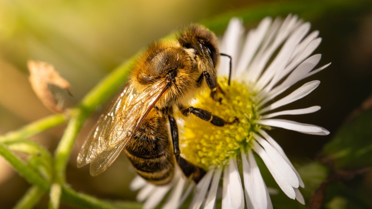 Entre flores e colmeias, abelhas mantêm relações indiretas com várias espécies / Pixabay