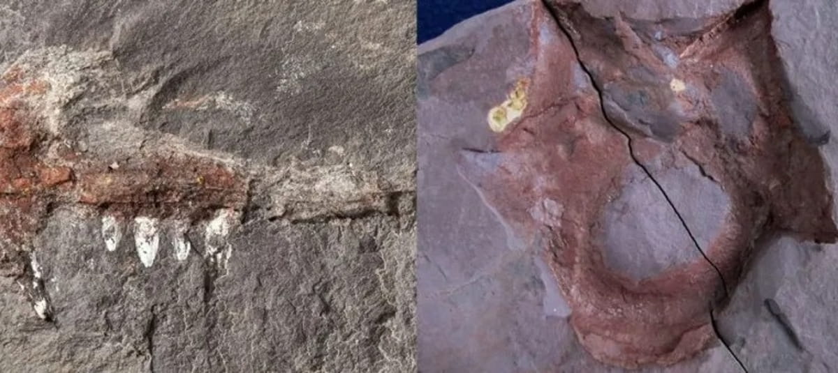 Até então, esses animais só haviam sido registrados na América do Norte e Europa