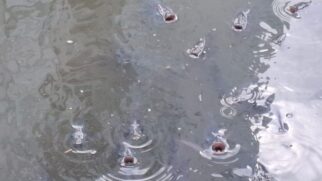 Os peixes ficam assim por conta do baixo oxigênio na água
