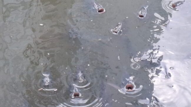 Os peixes ficam assim por conta do baixo oxigênio na água
