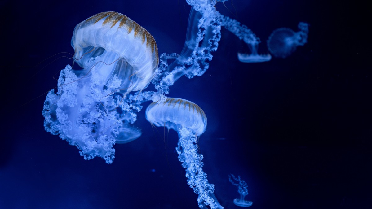 Alguns animais da zona abissal produzem sua própria luz por meio da bioluminescência / Pixabay