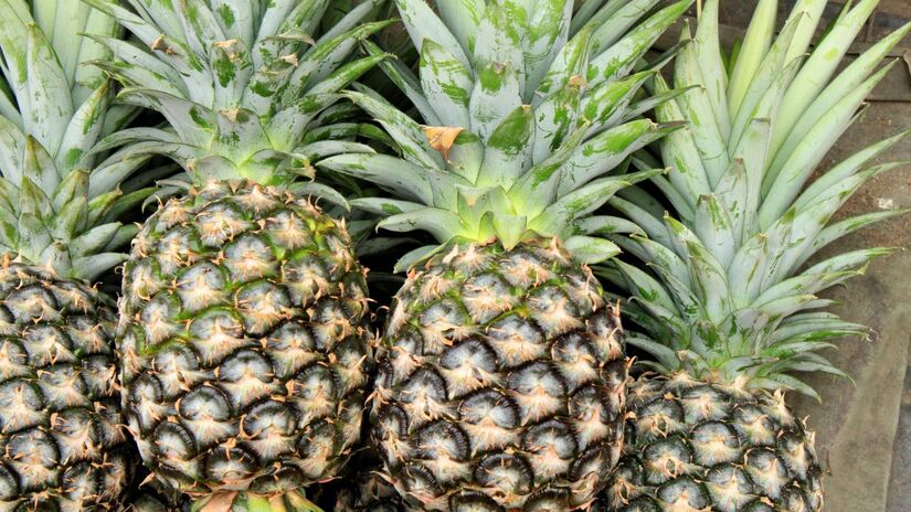 Na rotina alimentar, o abacaxi aparece como alternativa natural para driblar o desejo por açúcar / Pixabay