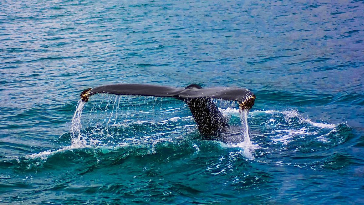 O chamado "truque da baleia" é considerado um dos marcos pioneiros do turismo praiagrandense /Reprodução