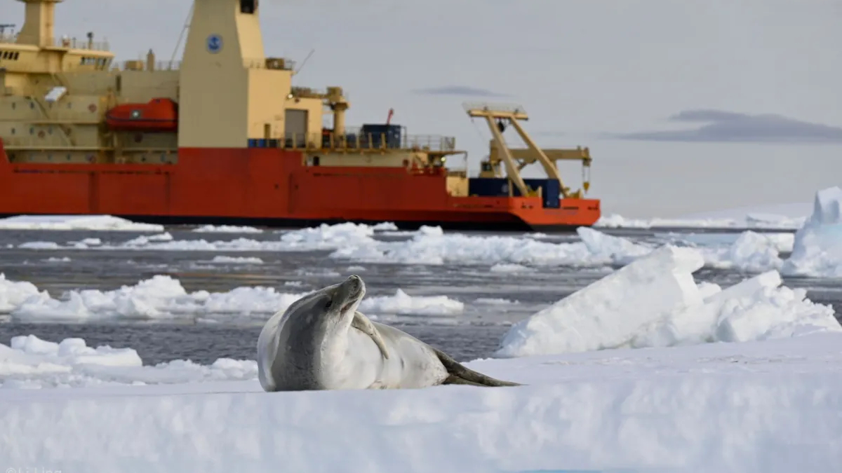A ciência contou com aliados inusitados na pesquisa: os elefantes-marinhos
