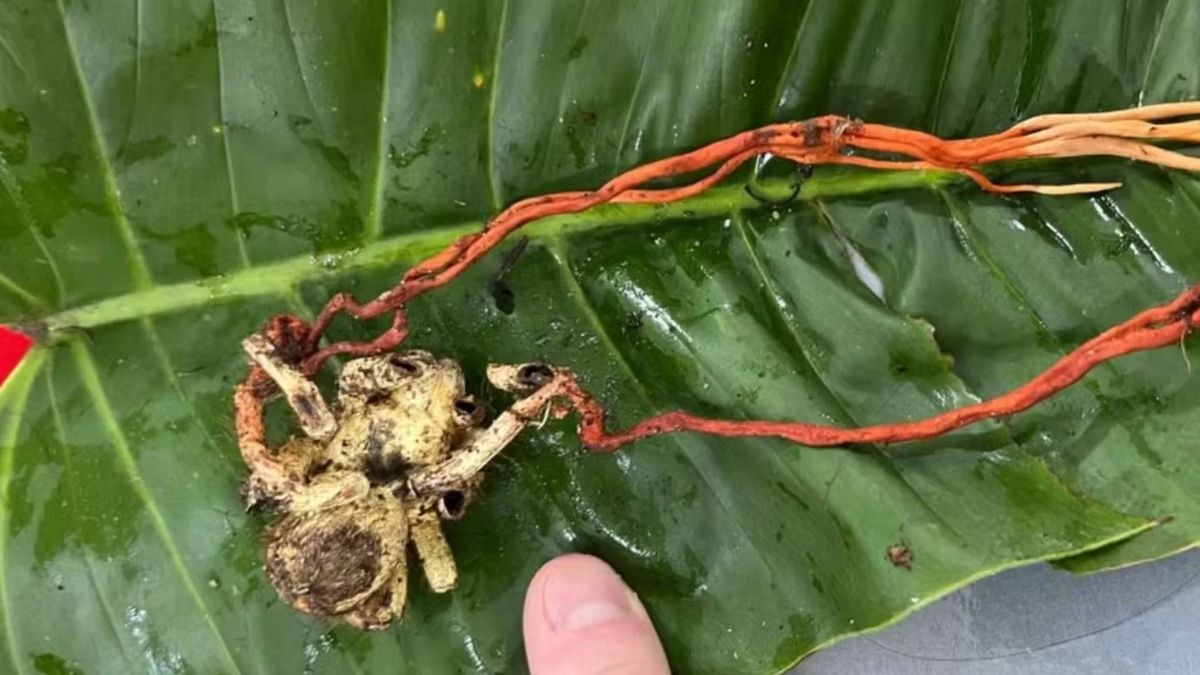 Após ser infectada, a aranha muda de comportamento e se enterra no solo da floresta
