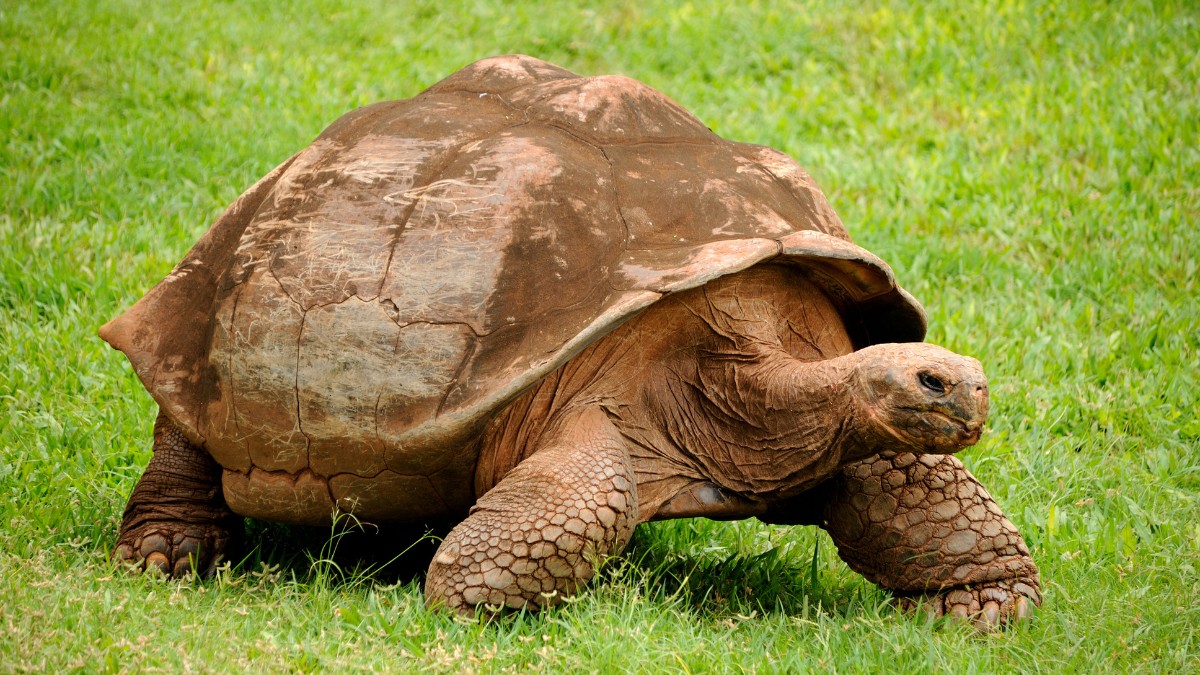 Elas podem viver mais de 100 anos! Imagine só quanta história uma tartaruga de Galápagos já "viu" passar. / Daniel Ramirez/Wikimedia Commons