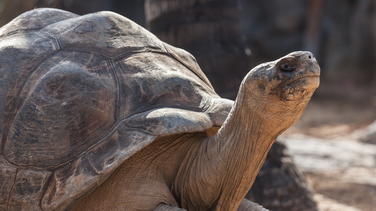 Sabia que essas gigantes podem ficar até um ano sem comer ou beber água? A resistência delas é de outro mundo. / Pandanus/Wikimedia Commons