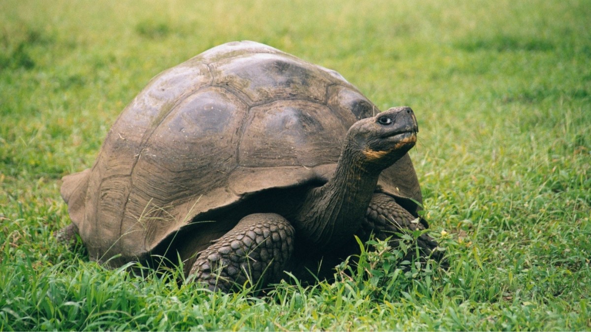 Preservar as tartarugas de Galápagos é manter vivo um dos maiores tesouros da biodiversidade da Terra. / Pandarus/Wikimedia Commons