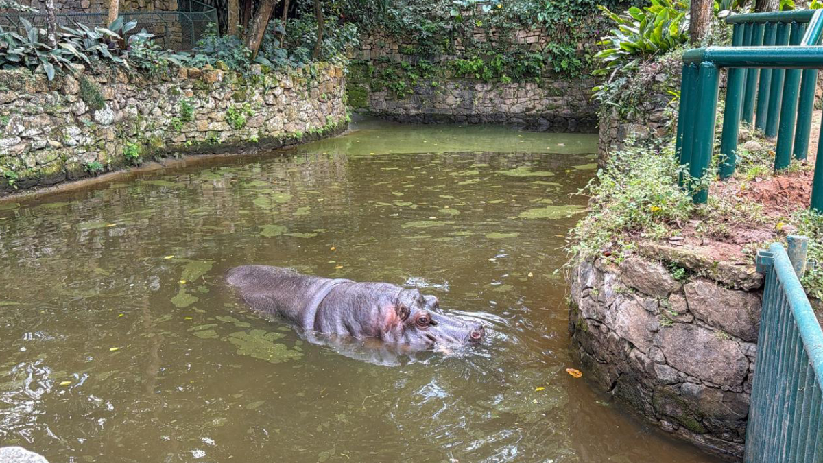 Ramon foi transportado em uma caixa apropriada, com acompanhamento de equipe técnica especializada