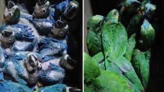 A captura, transporte ou comércio de animais sem autorização configura crime ambiental, com sanções previstas em lei