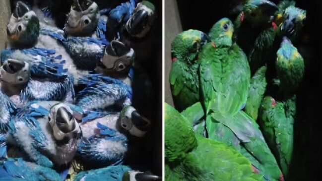 A captura, transporte ou comércio de animais sem autorização configura crime ambiental, com sanções previstas em lei