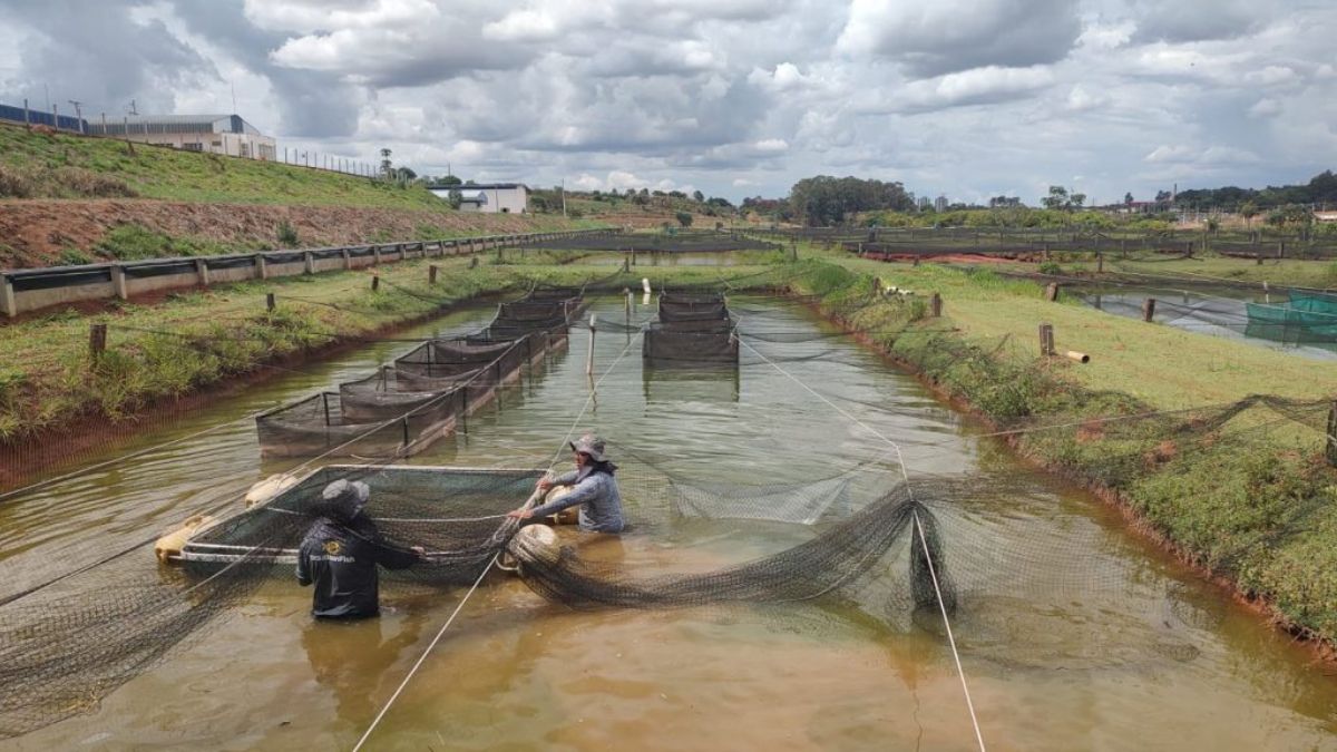 O Tilapia Lake Virus (TiLV) é um patógeno com taxa de mortalidade de até 90%