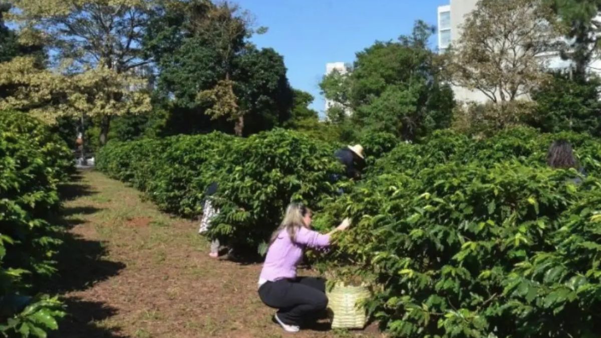 Espaço reúne seis variedades de grãos e recebe visitantes interessados na história e na ciência do café