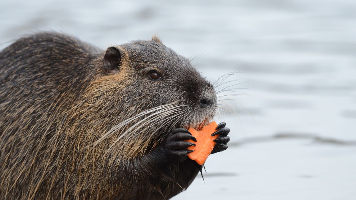 A engenharia natural dos castores transforma riachos em sumidouros de carbono e aumenta a resiliência dos ecossistemas contra eventos extremos.
