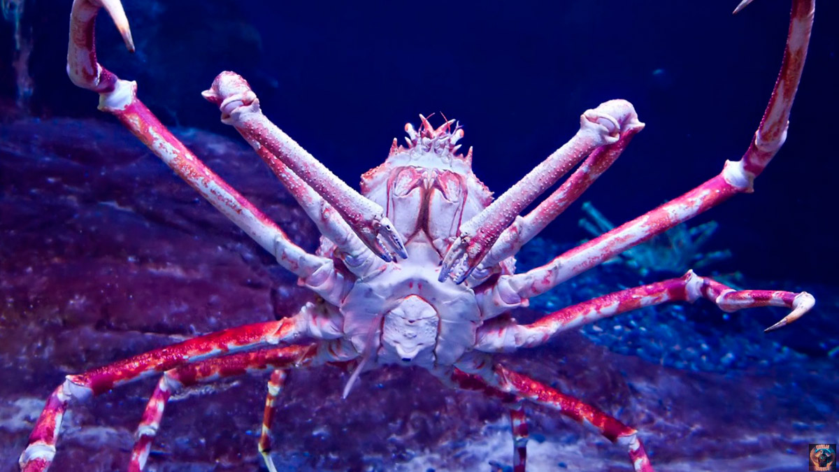 Apesar da aparência intimidadora e de relatos antigos que falavam de 'ferimentos terríveis', a ciência moderna desmistificou a criatura