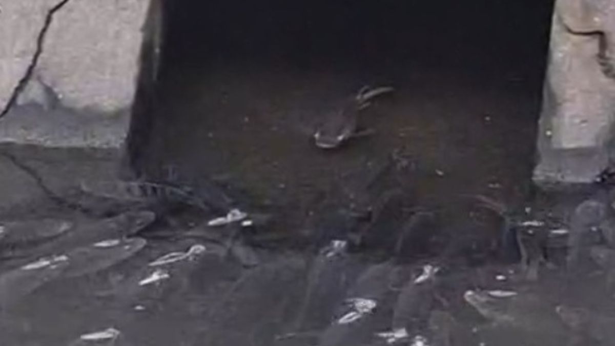 Estudos indicam que as Tilápias do Nilo encontradas em ambientes poluídos podem acumular metais como o cobre em seus órgãos internos