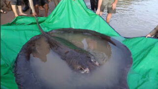 Com quase 4 metros de comprimento e pesando incríveis 300 kg, ela superou o recorde anterior