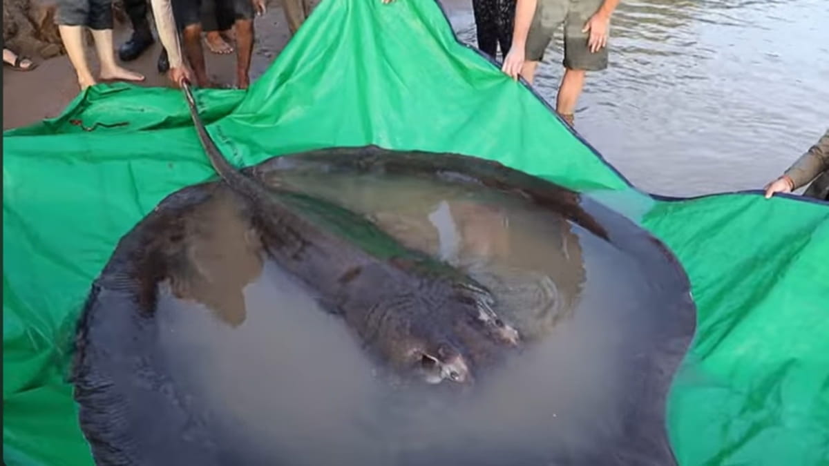 Com quase 4 metros de comprimento e pesando incríveis 300 kg, ela superou o recorde anterior
