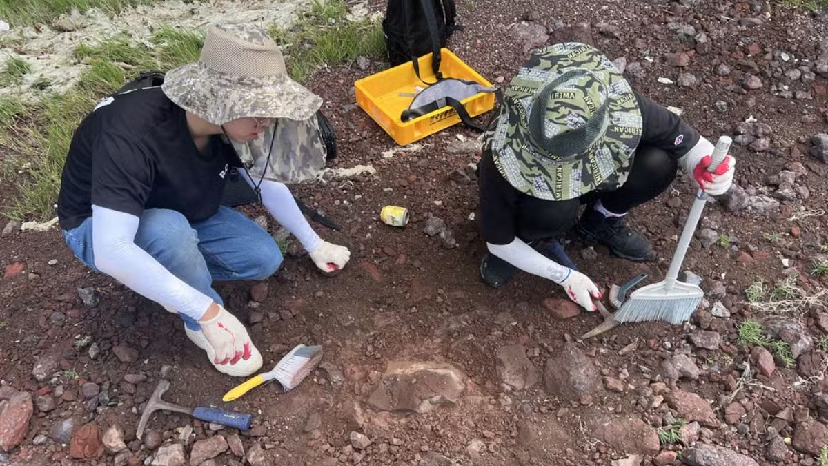 Paleontólogos identificaram uma nova espécie de dinossauro a partir de um crânio