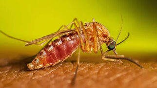O Oropouche é transmitido pelo maruim (mosquito-pólvora), um inseto minúsculo que se prolifera em áreas úmidas, como margens de rios e jardins com muita sombra