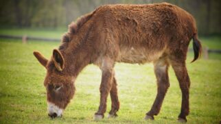 Após anos de abate, pesquisadores reavaliam impacto dos animais no deserto