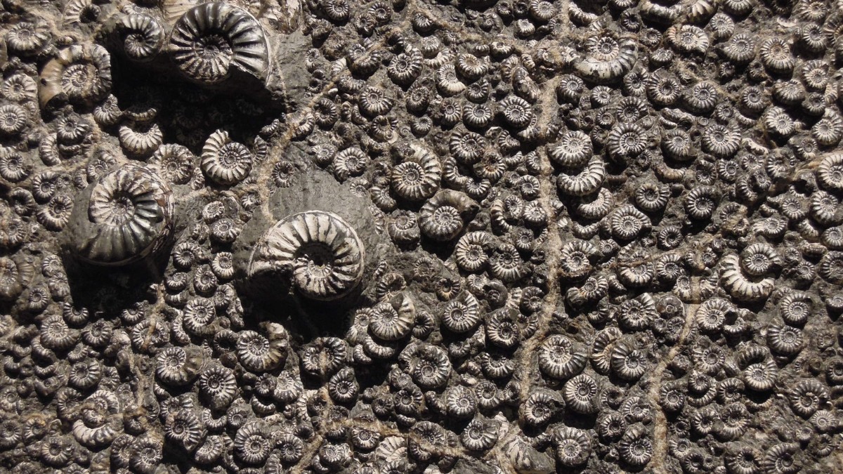 Restos de ossos, conchas ou plantas podem se transformar em fósseis após processos naturais / Pixabay
