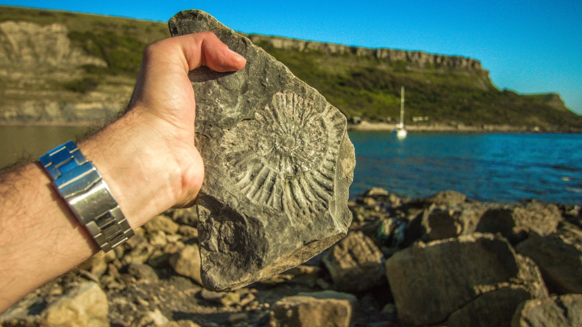 A fossilização ocorre quando sedimentos cobrem organismos e preservam suas estruturas / Pixabay