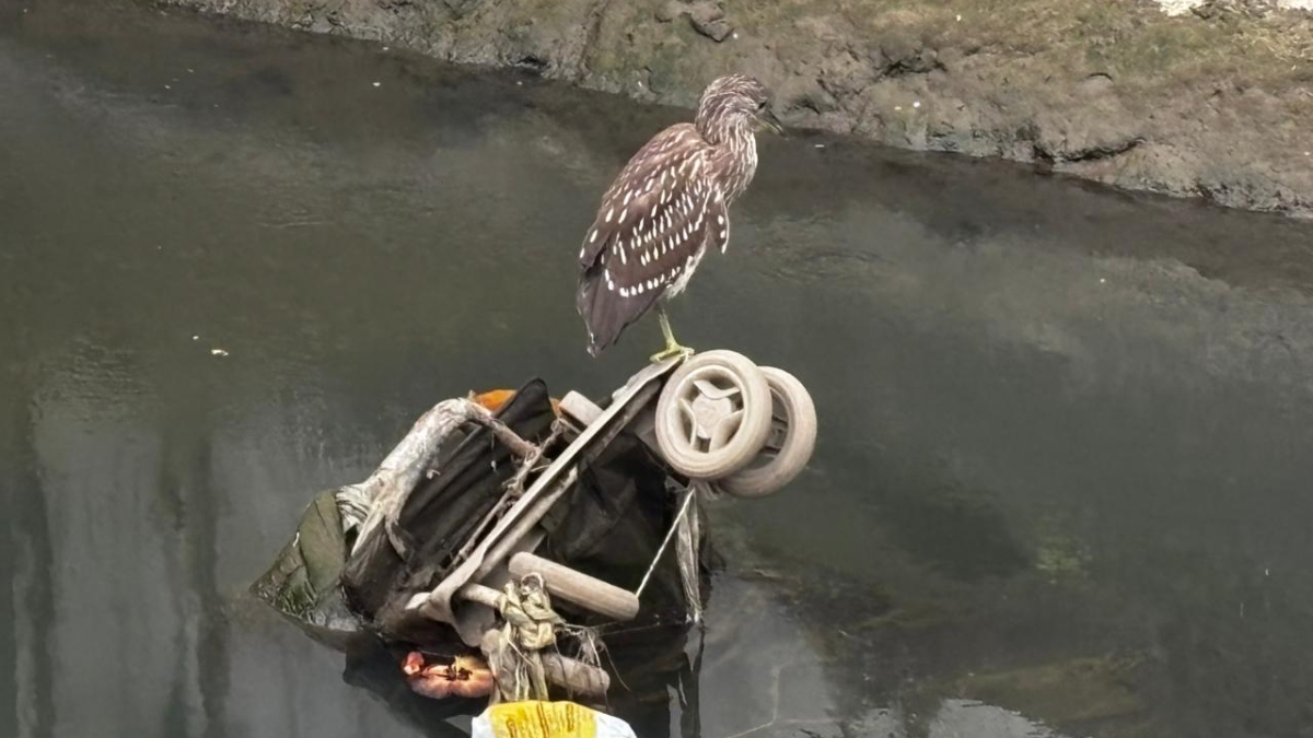 O socó-dorminhoco não pode ingerir lixo, o que pode ser fatal