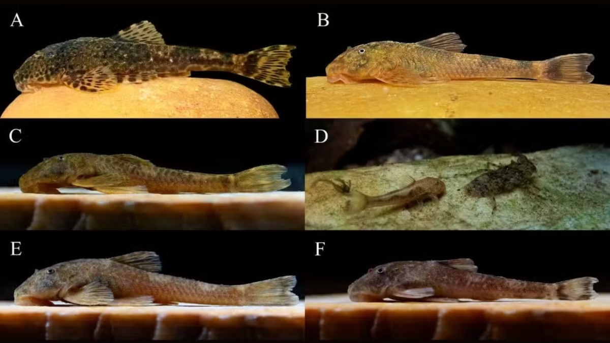 As espécies, batizadas como P. aiuruoca, P. isabelae, P. sofiae e P. mystica, foram identificadas após análises de DNA / Divulgação/https://doi.org/10.1111/jfb.70319