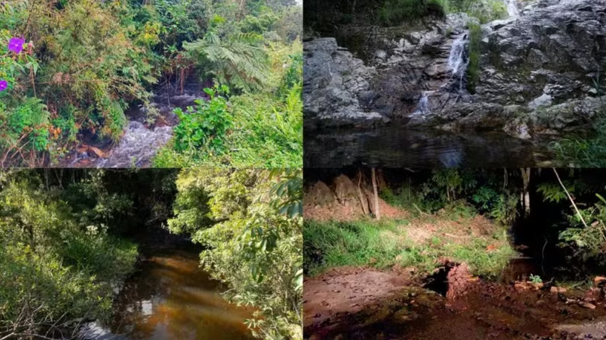 Esses animais vivem em áreas tão específicas e isoladas nas cabeceiras das montanhas que evoluíram de forma independente / Divulgação/https://doi.org/10.1111/jfb.70319