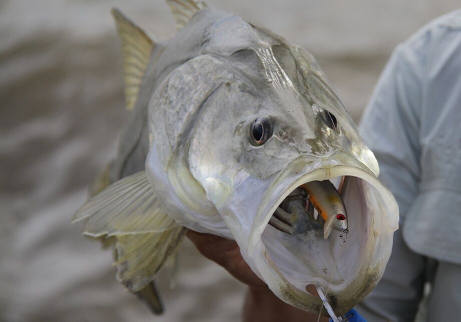 Peixe nativo das Américas, o Robalo é um dos mais valorizados na pesca esportiva / Reprodução/Pesca&Cia;