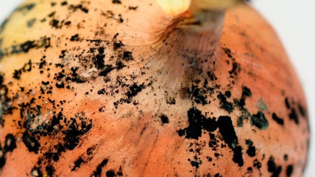 O pó escuro que às vezes aparece na casca da cebola pode indicar a presença do fungo Aspergillus niger.
