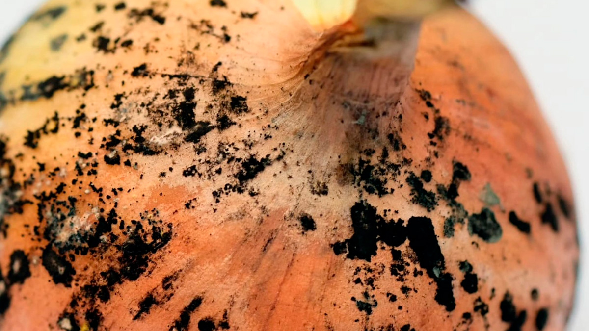 O pó escuro que às vezes aparece na casca da cebola pode indicar a presença do fungo Aspergillus niger.