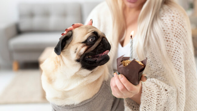 O chocolate é considerado altamente tóxico para o organismo dos cães