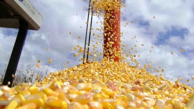 O Irã se consolidou como um dos principais destinos do cereal brasileiro